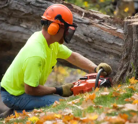 tree services Brooksville